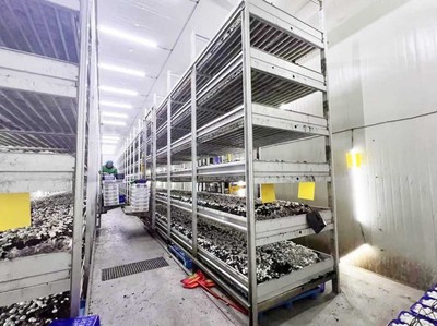 產值超億元!&ldquo;科技蘑菇&rdquo;走上海外餐桌